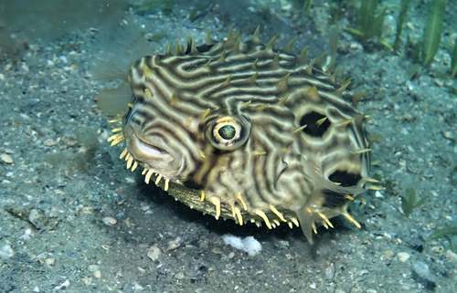 Striped Burrfish