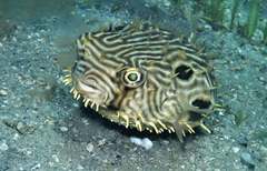 Striped Burrfish photo 2