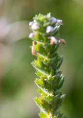 Euphrasia hirtella