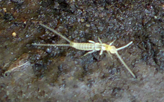 Diplura