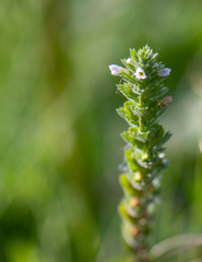 Euphrasia hirtella