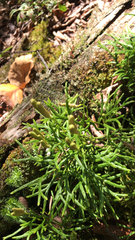 Diphasiastrum complanatum