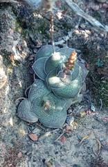 Crassula montana