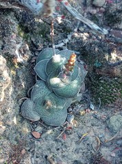 Crassula montana