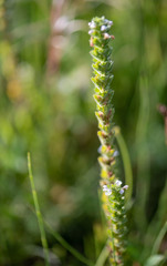 Euphrasia hirtella