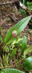 Pleurothallis ruberrima