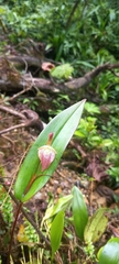 Pleurothallis ruberrima