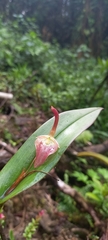 Pleurothallis ruberrima