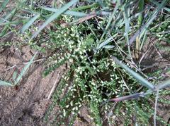 Aspalathus hispida albiflora