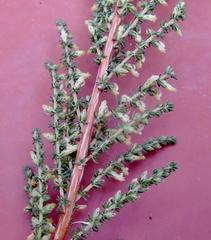 Aspalathus hispida albiflora