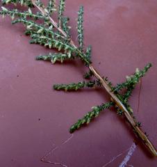 Aspalathus hispida albiflora