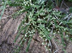 Aspalathus hispida albiflora