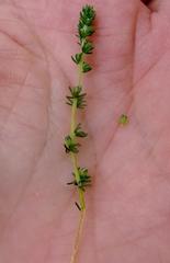 Aspalathus hispida albiflora
