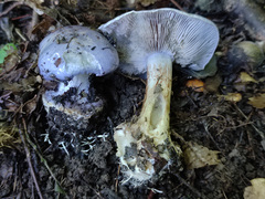 Cortinarius caerulescens