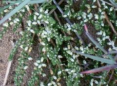 Aspalathus hispida albiflora