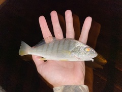 Umbrina coroides