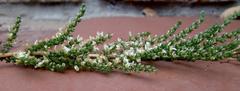 Aspalathus hispida albiflora