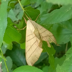 Pseudoclanis molitor