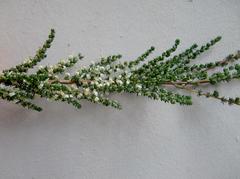 Aspalathus hispida albiflora
