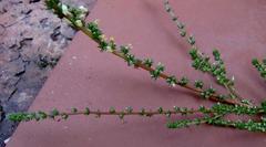 Aspalathus hispida albiflora