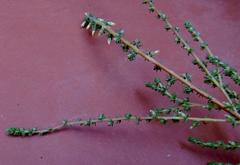Aspalathus hispida albiflora