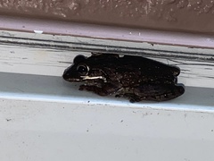 Osteopilus septentrionalis