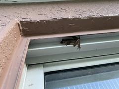 Osteopilus septentrionalis