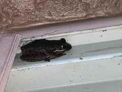 Osteopilus septentrionalis