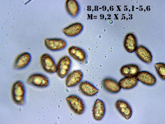 Cortinarius caerulescens