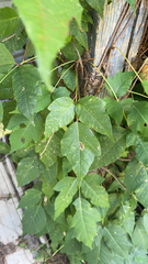 Toxicodendron radicans