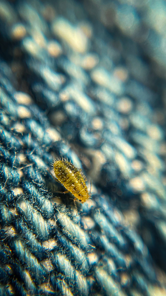 Spiny Grass Aphid