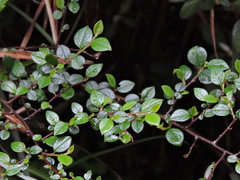 Cotoneaster apiculatus, photograph (c) Jacy Chen, some rights reserved (CC BY)