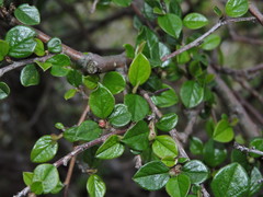 Cotoneaster apiculatus