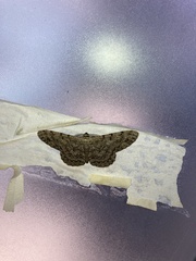 Hypomecis transcissa