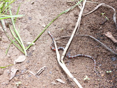 Lampropeltis polyzona