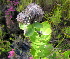 Leucospermum winteri
