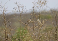 Artemisiospiza belli clementeae