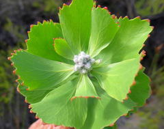 Leucospermum winteri