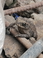 Rhinella horribilis