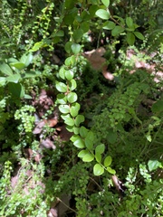 Oplonia spinosa