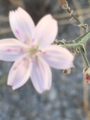 Stephanomeria exigua exigua