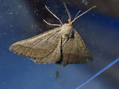 Isturgia murinaria