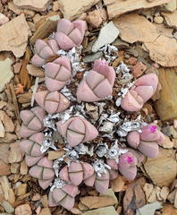 Gibbaeum petrense