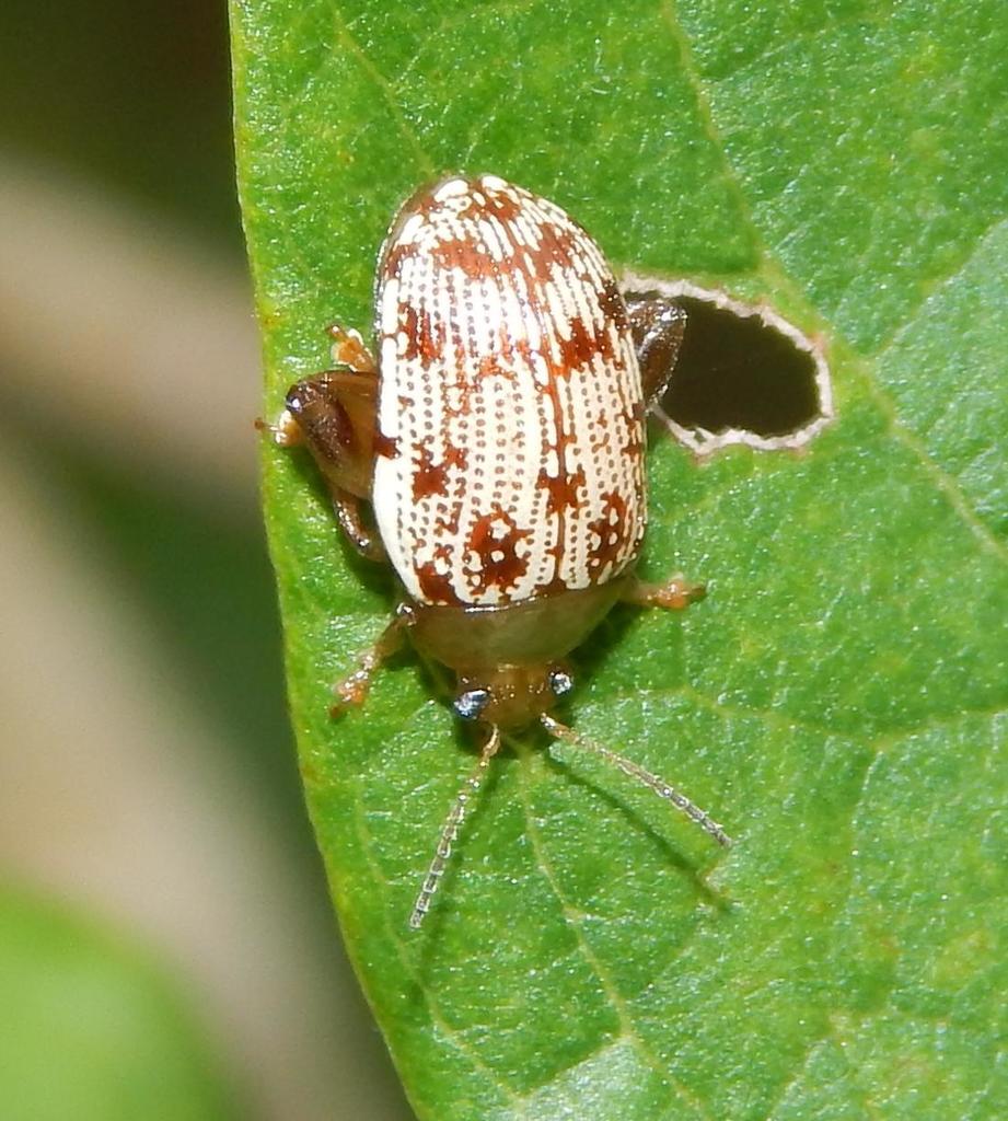 Calotheca leonardii