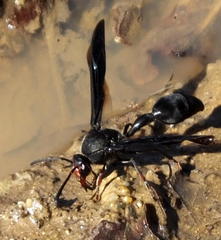 Delta bonellii