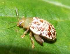 Calotheca