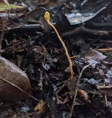 Ophiocordyceps sphecocephala