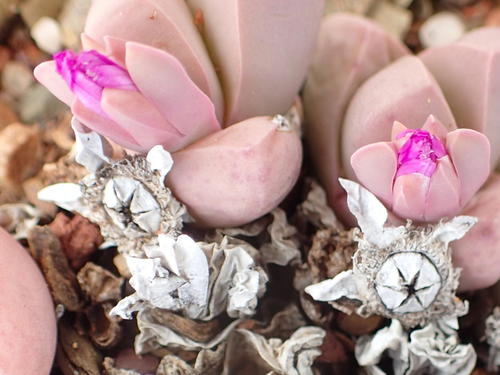 Gibbaeum petrense
