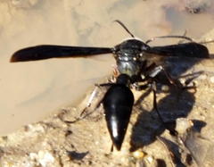 Delta bonellii