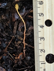Ophiocordyceps sphecocephala